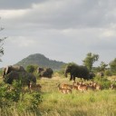Réussir son safari en Afrique du Sud