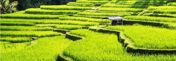 Partez à la découverte de l’île des Dieux aussi appelée Bali