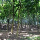 L’ incroyable Monkey Forest