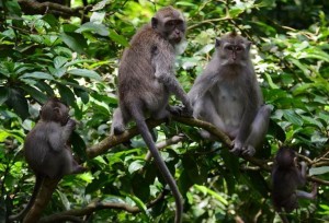 monkey forest 7