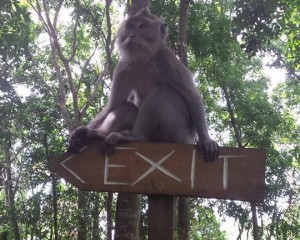 monkey forest 8