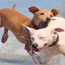 Les formalités à suivre pour un voyage dans l’Union Européenne avec votre chien