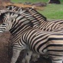 Le tourisme animalier de l’île Maurice