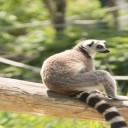 Voyager à Madagascar : où aller pour admirer les plus beaux spectacles de la nature ?