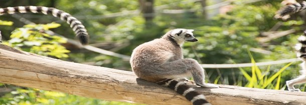 Voyager à Madagascar : où aller pour admirer les plus beaux spectacles de la nature ?