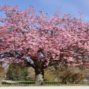 10 bonnes raisons de partir au Japon…