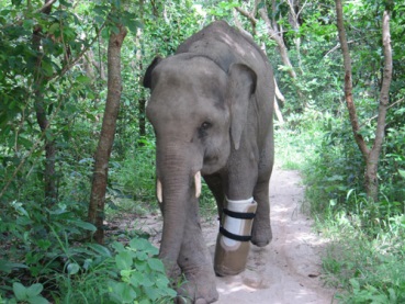 Elephant-Mondulkiri-region-qui-regroupe-grand-nombre-d_elephants