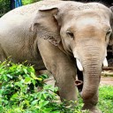 Zoo de Phnom Ta Mao et éléphants du Mondulkiri