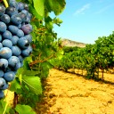 Les vins de Nouvelle-Zélande