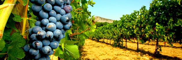 Les vins de Nouvelle-Zélande