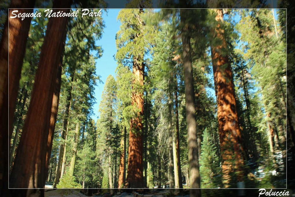 sequoia national park