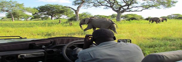 Réussir son safari dans le Kruger, nos conseils