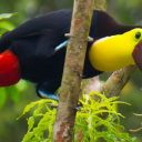 Le Costa Rica, un pays plus que fascinant