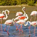 Voyage au coeur de la Camargue…