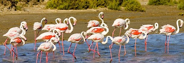 Voyage au coeur de la Camargue…