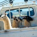 5 raisons de faire son stage en Amérique latine