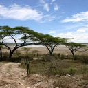 Les safaris sur plages du parc national saadani