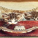 Conseils pour passer de bonnes vacances avec son chat