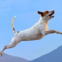 Voyager avec son chien