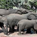 Top 3 des parcs naturels à visiter en Afrique du Sud