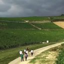 L’oenotourisme à Chablis, laissez vous porter