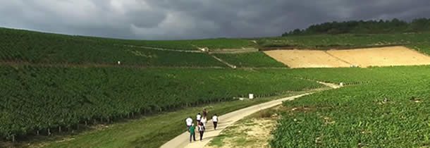 L’oenotourisme à Chablis, laissez vous porter