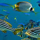 Baptême de plongée à tulamben