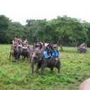 Le parc national de Chitawan : une randonnée inoubliable au cœur de la jungle