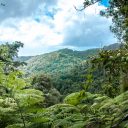 La Martinique : un paradis pour les amateurs de randonnées
