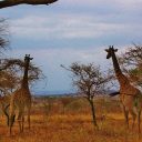 Tour du monde : astuces et conseils pour préparer son itinéraire