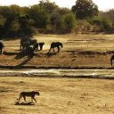 L’écovolontariat en réserve naturelle africaine