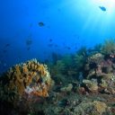Voici 10 bonnes raisons de se mettre à la plongée sous-marine