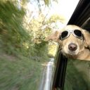 Comment voyager avec son animal de compagnie ?