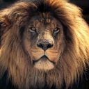 Top 3 des réserves idéales pour un safari en Afrique du Sud