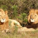 Découvrir l’Afrique du Sud en voiture