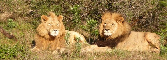 Découvrir l’Afrique du Sud en voiture