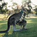 Tentez l’aventure et visitez le pays des kangourous pour un « séjour en Australie »