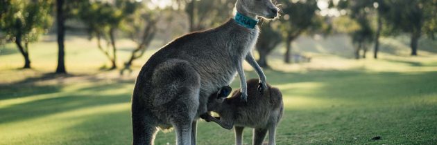 Tentez l’aventure et visitez le pays des kangourous pour un « séjour en Australie »