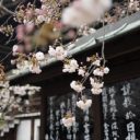 Comment rendre mémorable un voyage au Japon ?!