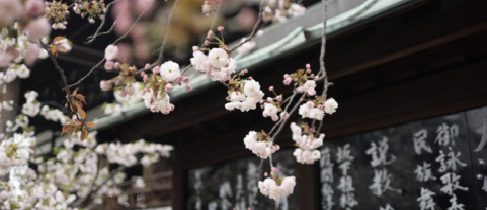 Comment rendre mémorable un voyage au Japon ?!