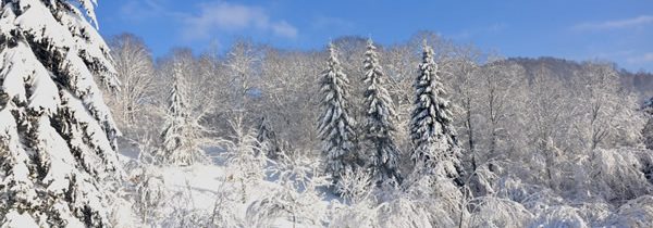 4 bonnes raisons de visiter Gérardmer cette année !