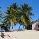 Explorer Madagascar : les plantes endémiques