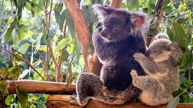 Top 5 des zoos à ne pas manquer en Australie