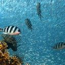 3 sites de choix où faire de la plongée au cœur des Galapagos