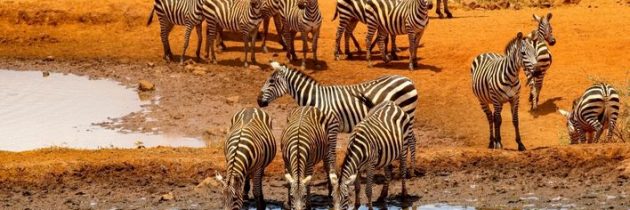 Quelques conseils avisés pour préparer un safari en Afrique