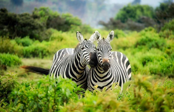 safari en afrique