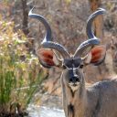 Top 4 des meilleures périodes pour observer la faune sauvage au Botswana