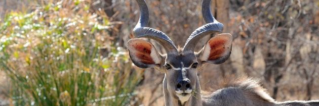 Top 4 des meilleures périodes pour observer la faune sauvage au Botswana