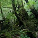 Évasion inédite sur la splendide île de Yakushima au Japon