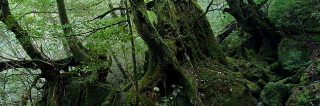 Évasion inédite sur la splendide île de Yakushima au Japon